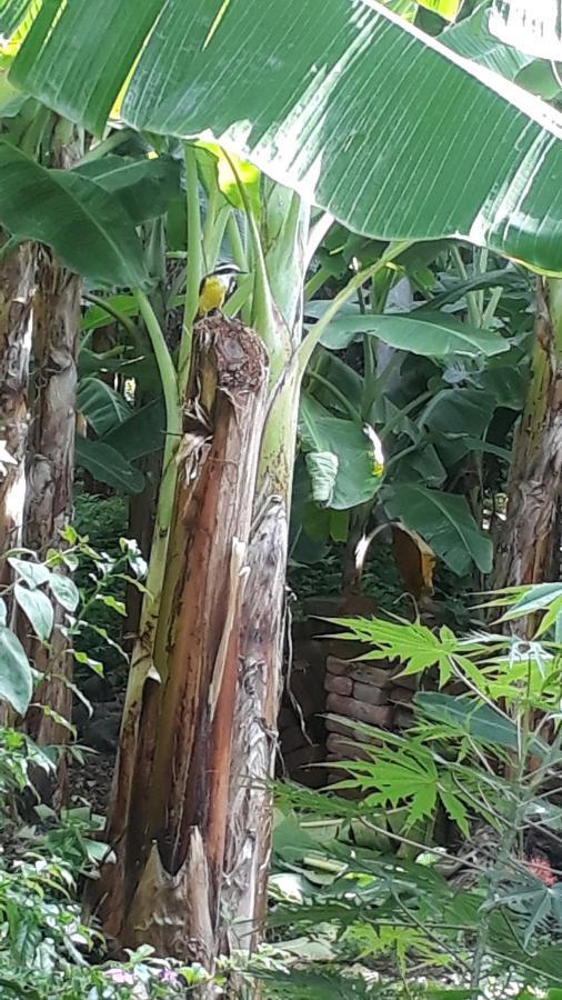 Bananas Guest House Private Room Altagracia Buitenkant foto